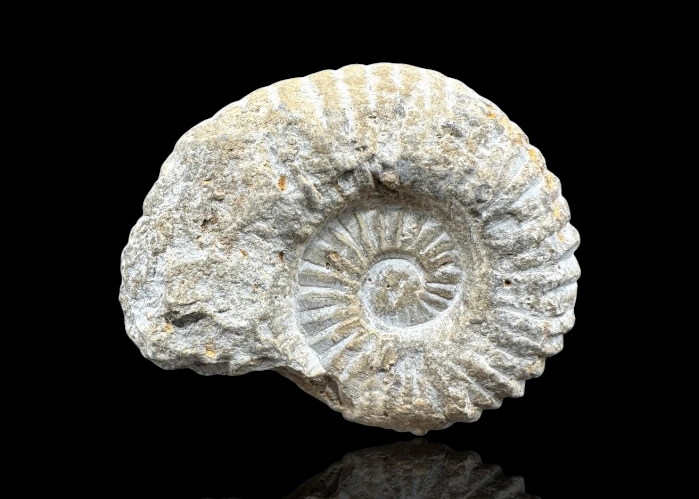 Amoniti z Maroka